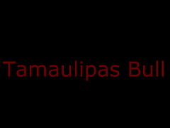 Play MP4 - Tamaulipas Bull