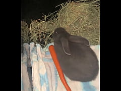 Play MP4 - Welcome our new Flemish bbit- Fnk Sinat&period;