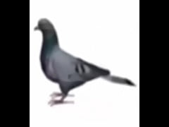 Play MP4 - Palomo girando por 1 hora