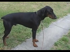 Play MP4 - Hot bj with the beauty next door